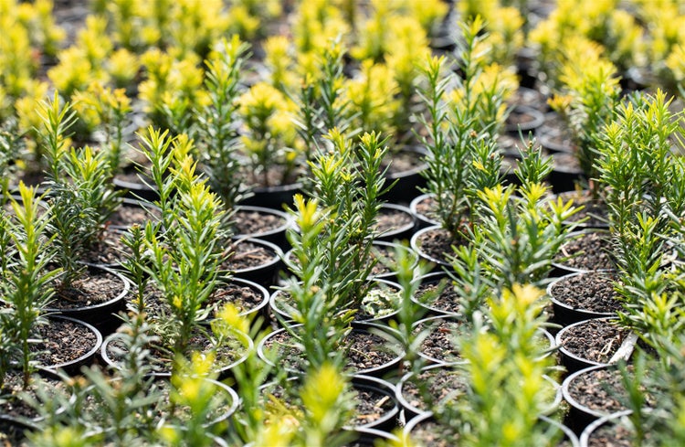 Taxus baccata 'Semperaurea', Gelbe Eibe, immergrün, 20–25 cm