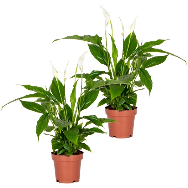 2x Spathiphyllum 'Torelli' - Friedenslilie - Zimmerpflanze - Deodorant – ⌀12 cm - ↕35-45 cm