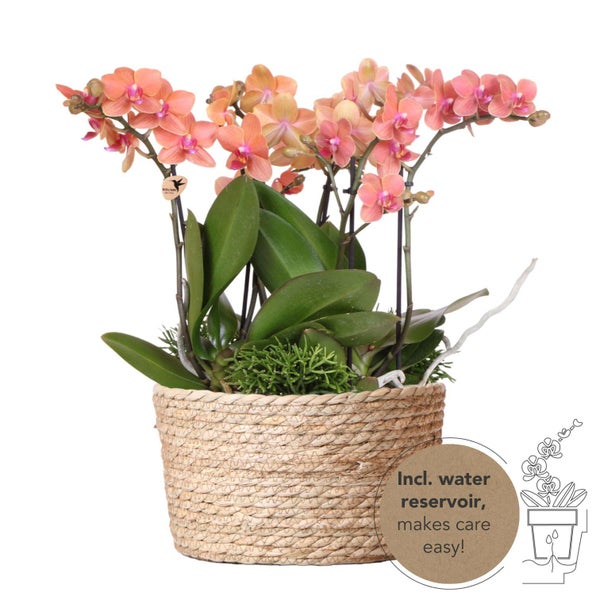 Kolibri Orchids orangefarbenes Pflanzenset im Schilfkorb inkl. Wassertank drei orangefarbene Orchideen Bozen 9cm und drei Grünpflanzen Rhipsalis Dschungelstrauß orange mit autarkem Wassertank