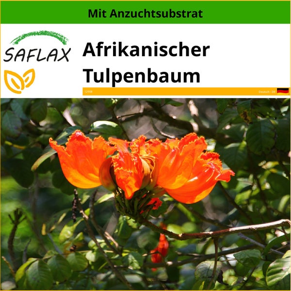 SAFLAX  - Afrikanischer Tulpenbaum - Spathodea campanulata - 30 Samen - Mit keimfreiem Anzuchtsubstrat