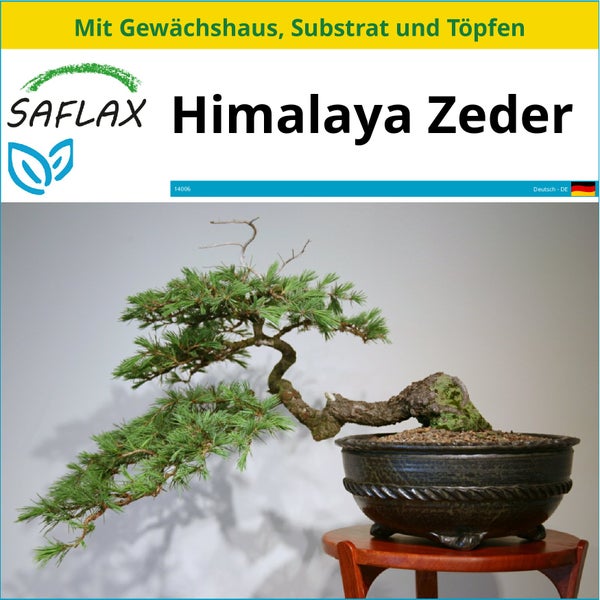 SAFLAX Anzucht Set - Himalaya Zeder - Cedrus deodara - 35 Samen - Mit Mini-Gewächshaus, Anzuchtsubstrat und 2 Töpfen