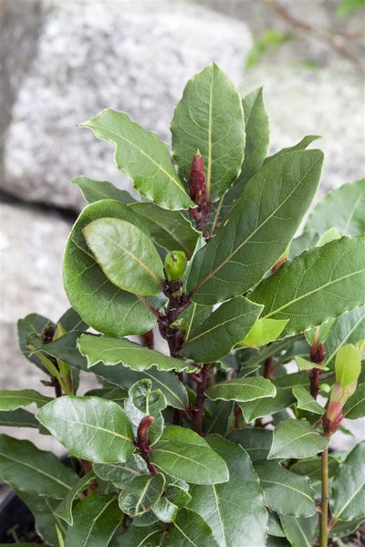 Lorbeerbaum mit grünen Blättern.