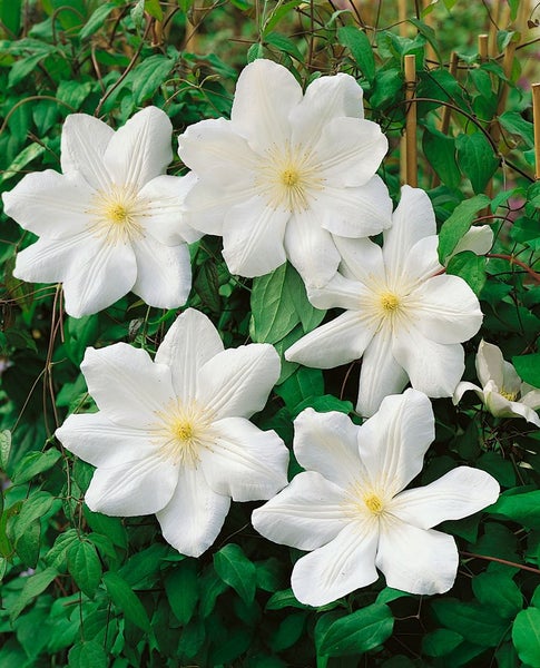 Clematis Hybride 'Madame Le Coultre', weiß, 60–100 cm