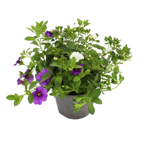 Zauberglöckchen Minihängepetunie Calibrachoa 12cm Topf Set mit 3 Pflanzen bunt (mehrfarbig)