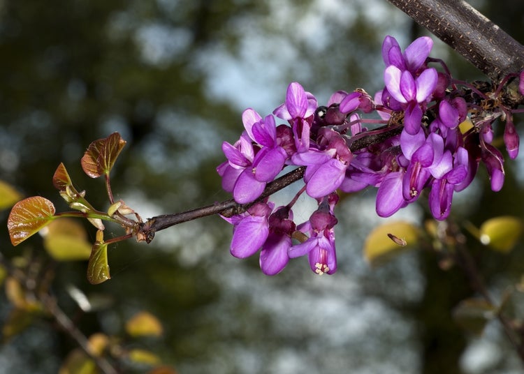 SAFLAX  - Liebesbaum / Herzbaum - Cercis siliquastrum - 60 Samen