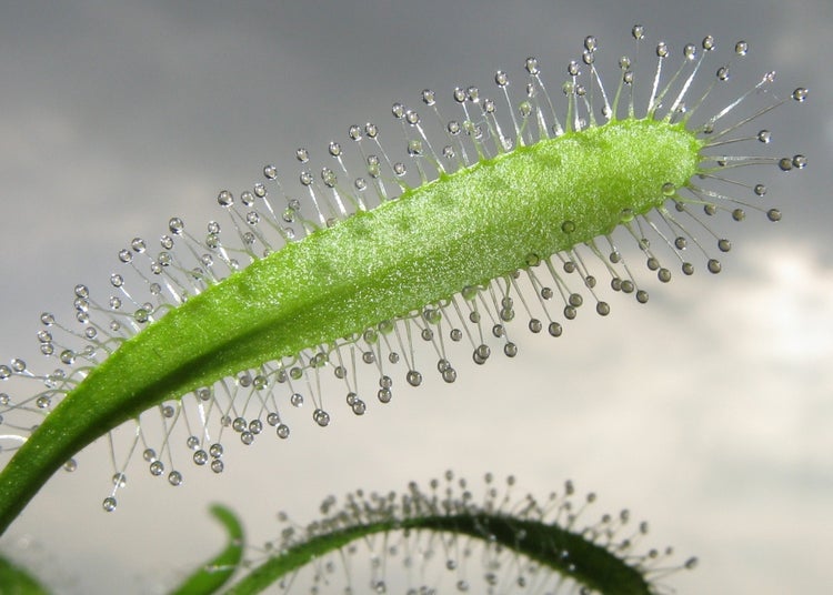 SAFLAX  - Sonnentau - Drosera capensis - 200 Samen - Mit keimfreiem Anzuchtsubstrat
