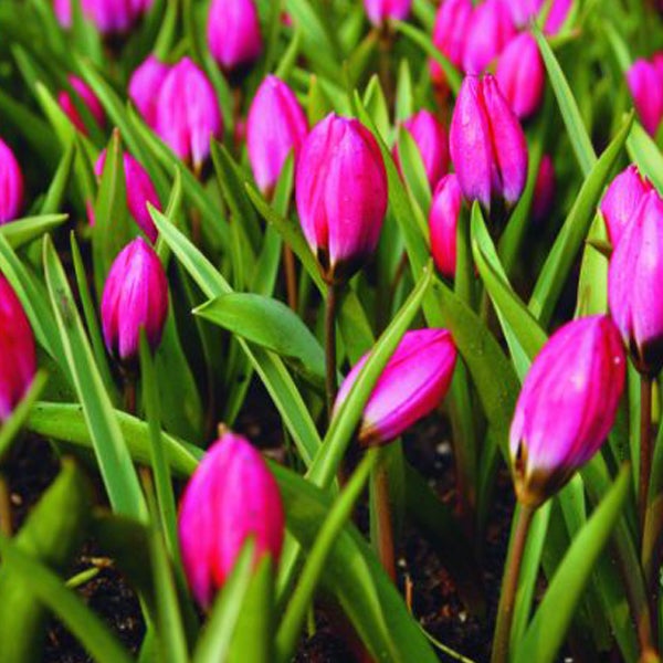 Feld mit blühenden rosafarbenen Wildtulpen