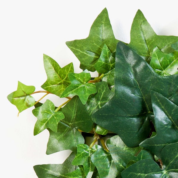 Fackelblume Kniphofia mit rot-gelben röhrenförmigen Blüten an einem grünen Stängel.