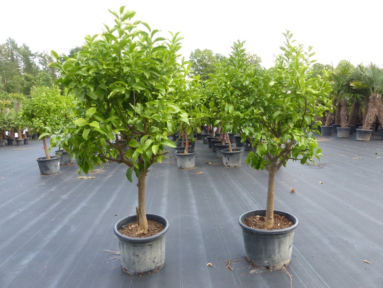 Zitrus Zitronenbaum Zitrone Citrus Limon Limone 170 - 200 cm Zitruspflanze