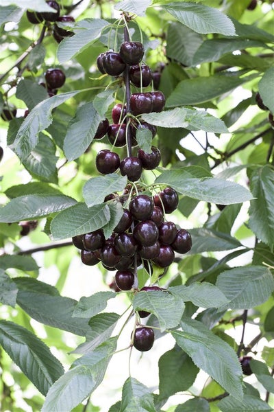 Prunus domestica 'Zwergobst', Terrassenobst, 40 cm Stammhöhe