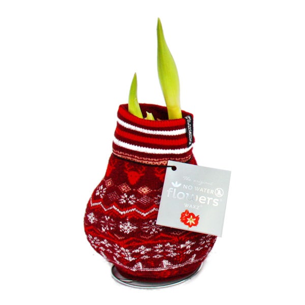 Exotenherz - Amaryllis-Zwiebel in der Norweger-Socke - Ritterstern - Die originelle Geschenk-Idee rot