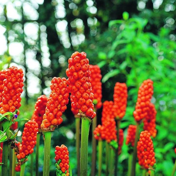 Nahaufnahme von Gefleckter Aronstab im Garten.