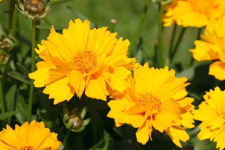 Coreopsis grandiflora 'Sunray', Mädchenauge, gelb, ca. 9x9 cm Topf