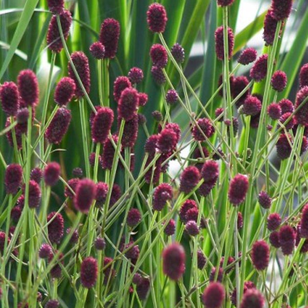 Große Wiesenknopf-Pflanze mit zahlreichen Blüten