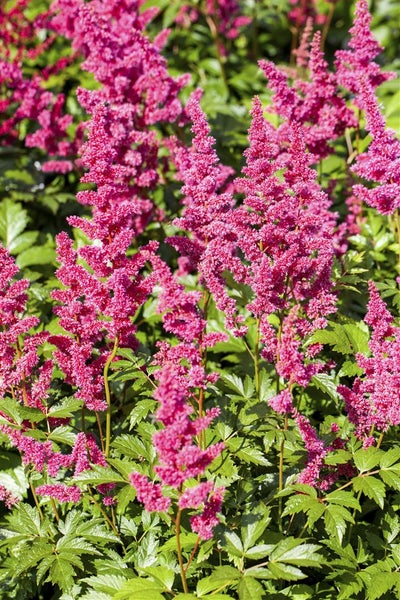 Astilbe japonica 'Mainz', Prachtspiere, rosa, ca. 9x9 cm Topf