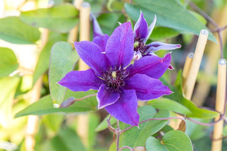 Clematis Hybride 'Multi Blue', Waldrebe, blau, 40–60 cm