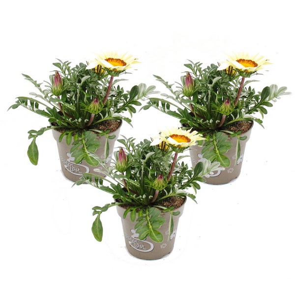 Mittagsgold - Gazania Big Kisses - 12cm Topf - Set mit 3 Pflanzen - weiss