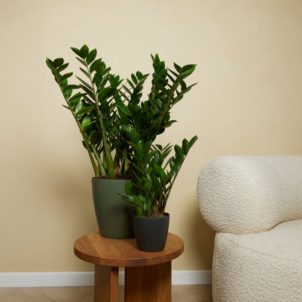 Bloomique - 2er Set - Zamioculcas Zamiifolia - Glücksfeder - Zimmerpflanzen - Sehr Pflegeleicht - Luftreinigend - Höhe 30-40 cm - Topf 12 cm