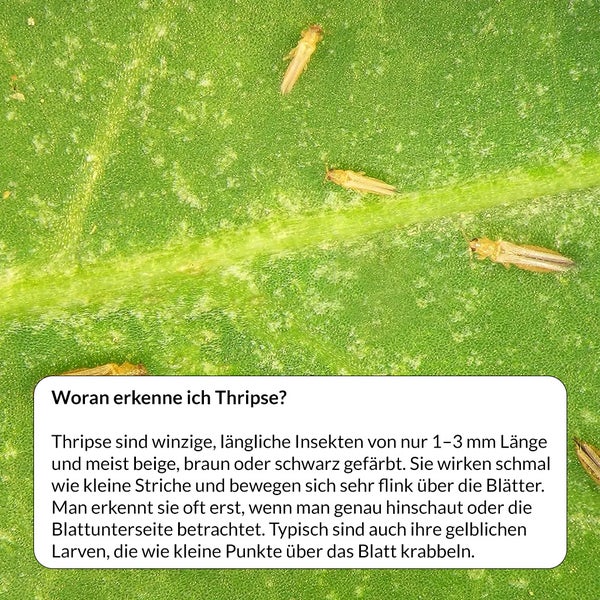 Nahaufnahme von Thripsen auf einem Blatt, Schädlingsbekämpfung