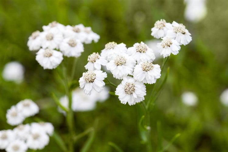 Achillea ptarmica 'The Pearl', Sumpfschafgarbe, weiß, ca. 9x9 cm Topf
