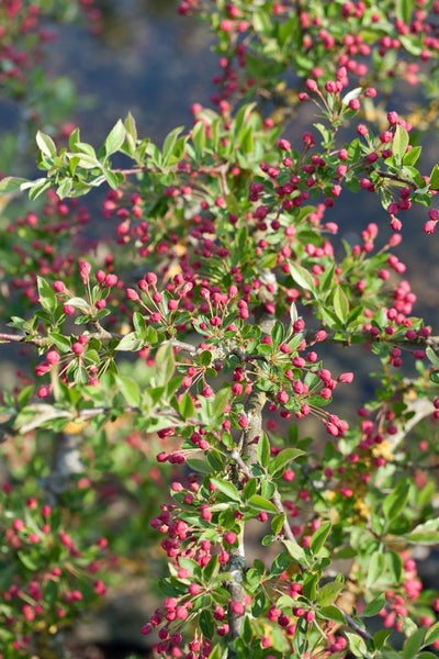 Malus 'Tina', Zierapfel, kompakt, 40–60 cm