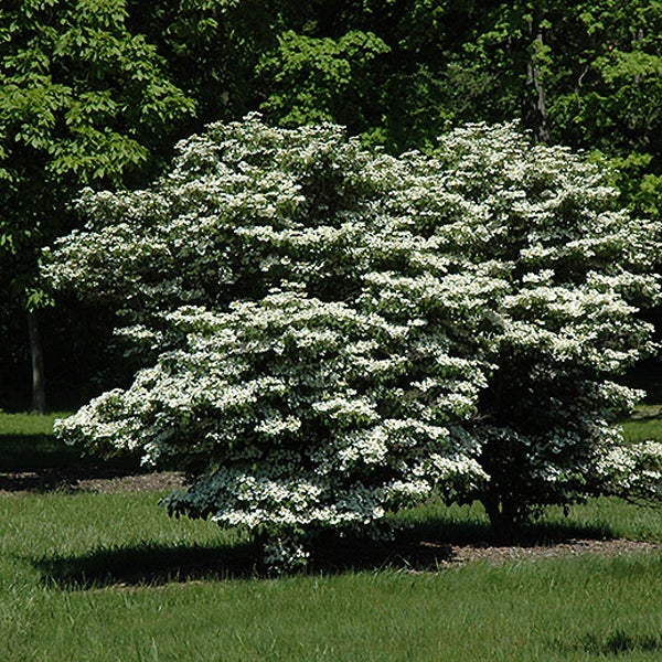 Blühender Blumenhartriegel im Garten