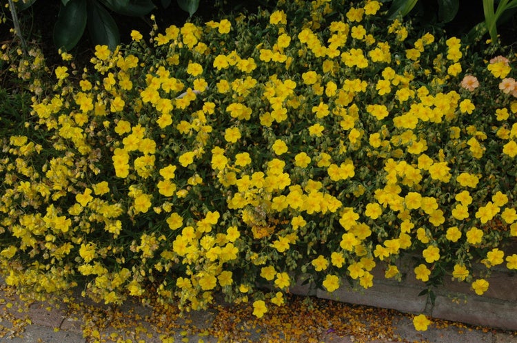 Helianthemum x cult., Sonnenröschen, gelb, ca. 9x9 cm Topf