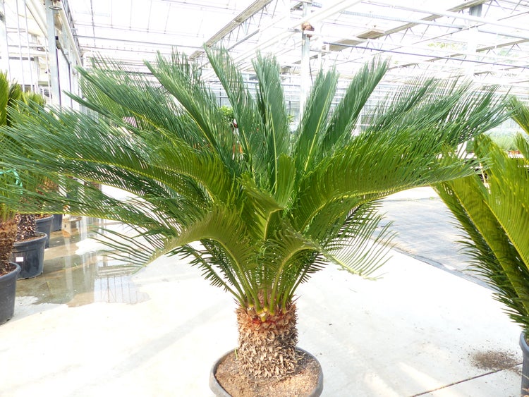 Mega Palmfarn 140 - 160 cm Cycas Revoluta | bis 90 cm Stammumfang | Sagopalme Palme | innen + außen