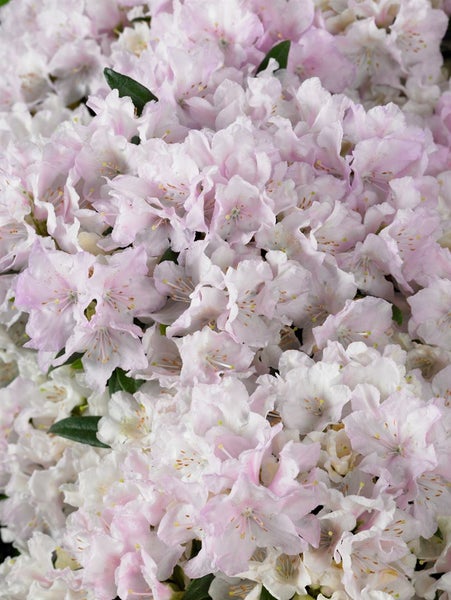 Nahaufnahme einer Rhododendronblüte