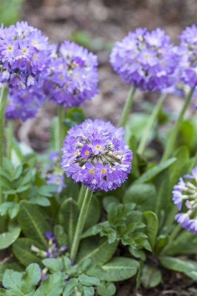 Primula denticulata 'Lilac', Kugelprimel, lila, ca. 9x9 cm Topf