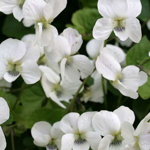 Nahaufnahme von weissen Veilchenblüten