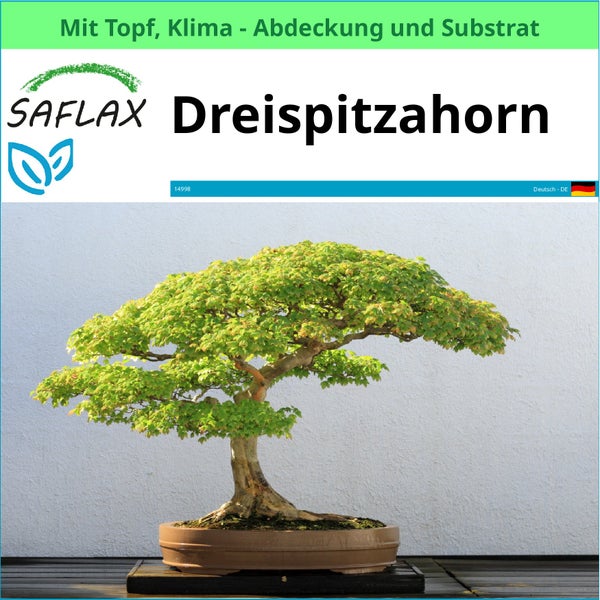 Dreispitzahorn Bonsai im Topf von Saflax