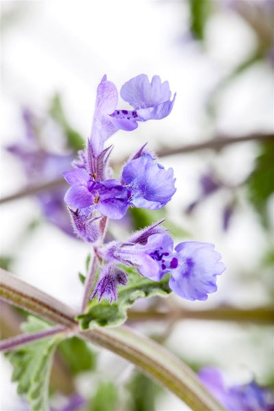 Nepeta x faassenii 'Walker's Low', Katzenminze, blau, ca. 9x9 cm Topf