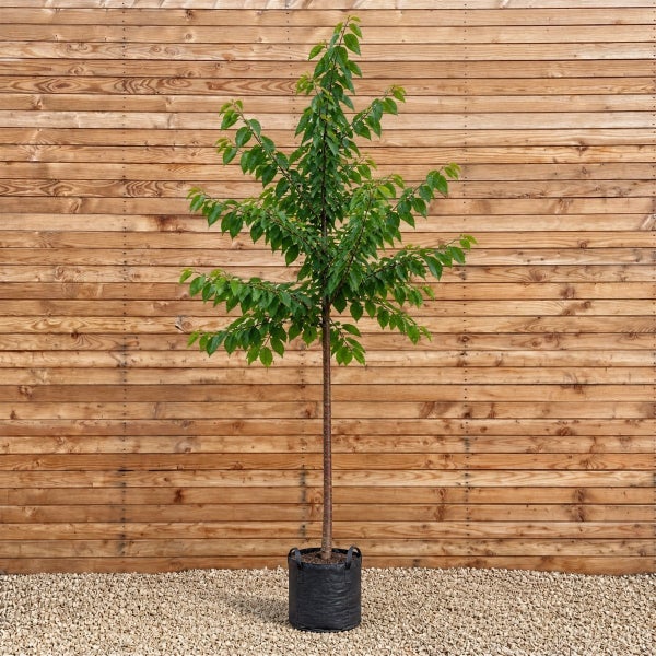 Junger Baum als Hochstamm in einem schwarzen Pflanzsack vor einer horizontalen Holzverkleidung.