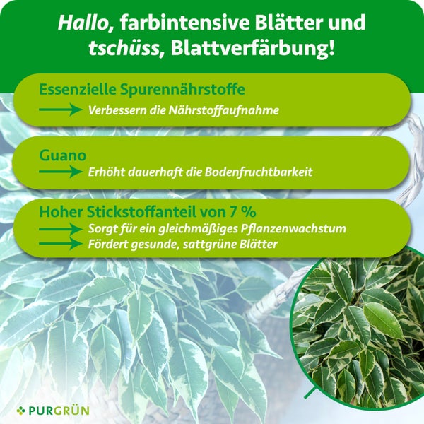 Infografik zu Dünger: Spurennährstoffe, Guano und 7 Prozent Stickstoff für intensive Blattfarbe und gesundes Pflanzenwachstum. Purgrün Logo.