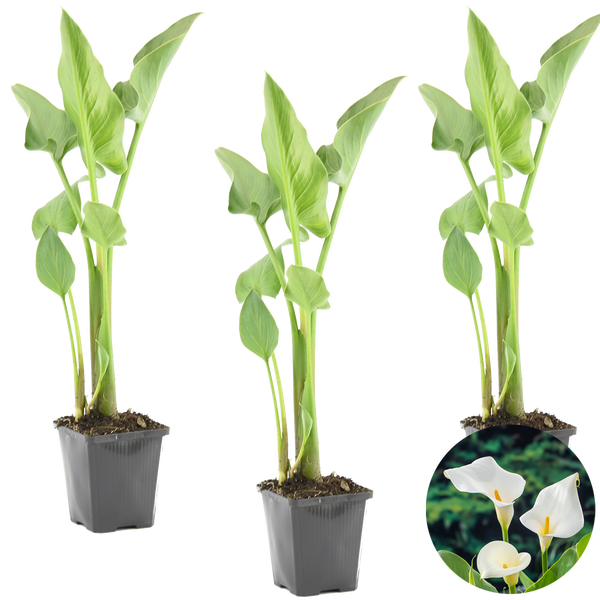 Drei Zantedeschia aethiopica Pflanzen in Kunststofftöpfen mit großen grünen Blättern und weißen Blüten in einer Detailansicht.