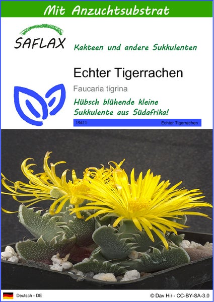 SAFLAX  - Echter Tigerrachen - Faucaria tigrina - 40 Samen - Mit keimfreiem Anzuchtsubstrat