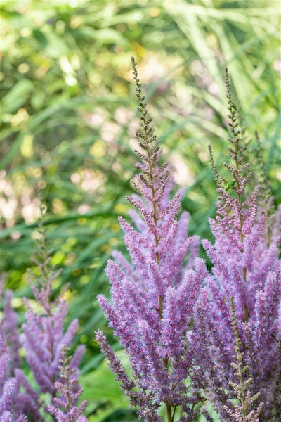 Astilbe chinensis var. pumila, Zwerg-Prachtspiere, rosa, ca. 9x9 cm Topf