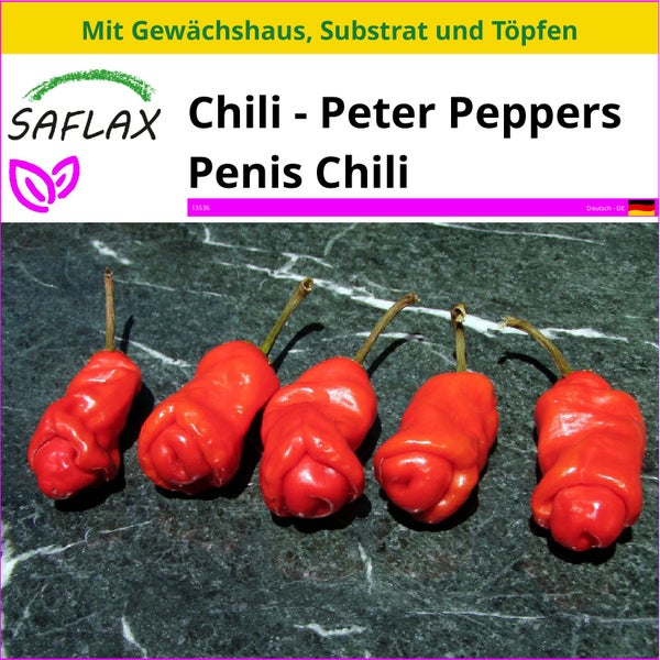 SAFLAX Anzucht Set - Chili - Peter Peppers Penis Chili - Capsicum annuum - 10 Samen - Mit Mini-Gewächshaus, Anzuchtsubstrat und 2 Töpfen