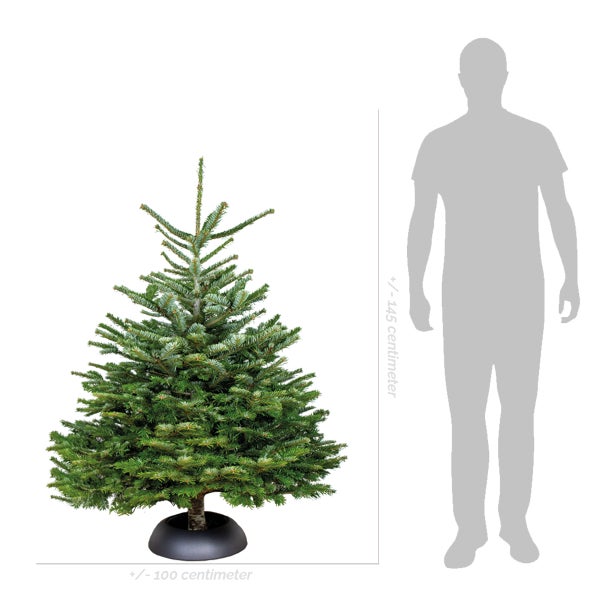 Naturgetreuer Tannenbaum mit Stamm und schwarzem Standfuß.