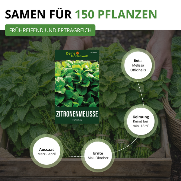 Samen für 150 Pflanzen Zitronenmelisse, frühreifend, ertragreich. Aussaat März bis April, Ernte Mai bis Oktober, Keimung ab 18 Grad Celsius.