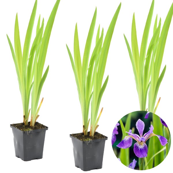 3x Iris 'Versicolor' - Wilde Schwertlilie - Teichpflanze - Winterheart - ⌀9 cm - ↕20-30 cm