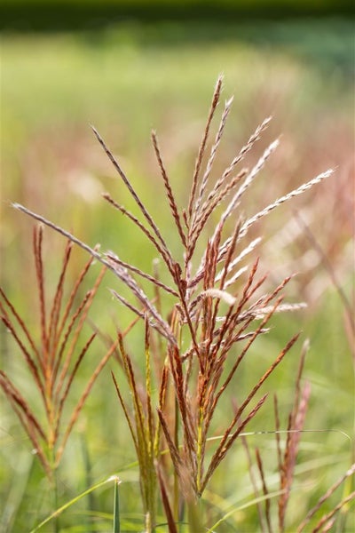 Detailaufnahme von Ziergras im Garten