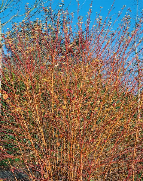 Cornus sanguinea 'Midwinter Fire', Hartriegel, leuchtend orange, 60–100 cm