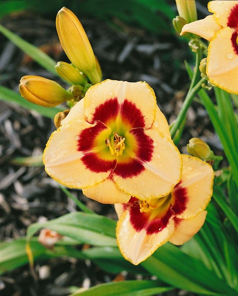 Hemerocallis x cult. 'Custard Candy', Taglilie, cremegelb, ca. 11x11 cm Topf