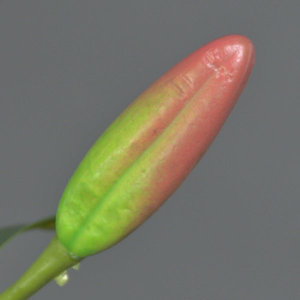 Nahaufnahme einer geschlossenen Blütenknospe in Grün und Rosa.