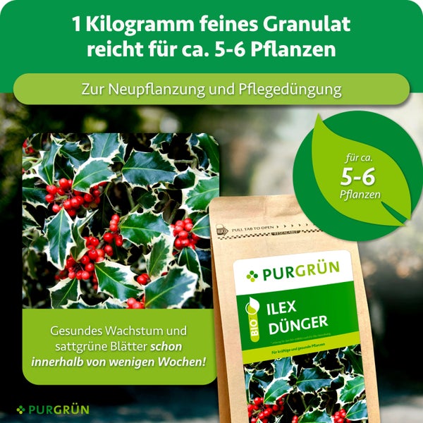 Purgrün Ilex Dünger als Granulat für Neupflanzung und Pflegedüngung von Stechpalmen, ausreichend für circa fünf bis sechs Pflanzen.