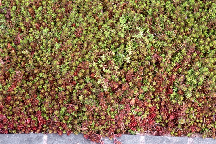 Sedum album 'Coral Carpet', Teppichsedum, ca. 9x9 cm Topf