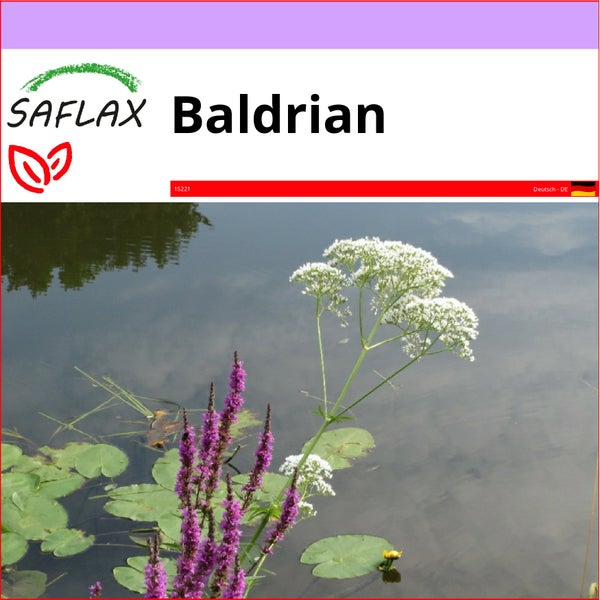 SAFLAX  - Baldrian - Valeriana officinalis - 200 Samen