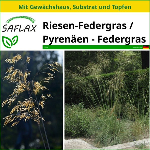 SAFLAX Anzucht Set - Riesen-Federgras / Pyrenäen - Federgras - Stipa gigantea - 10 Samen - Mit Mini-Gewächshaus, Anzuchtsubstrat und 2 Töpfen